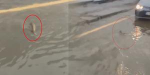 Şiddetli yağışın vurduğu İstanbul'da ilginç görüntü! Bir sürücü trafikte balığa yol verdi
