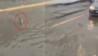 Şiddetli yağışın vurduğu İstanbul'da ilgin&ccedil; g&ouml;r&uuml;nt&uuml;! Bir s&uuml;r&uuml;c&uuml; trafikte balığa yol verdi