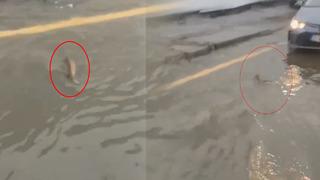 Şiddetli yağışın vurduğu İstanbul'da ilginç görüntü! Bir sürücü trafikte balığa yol verdi