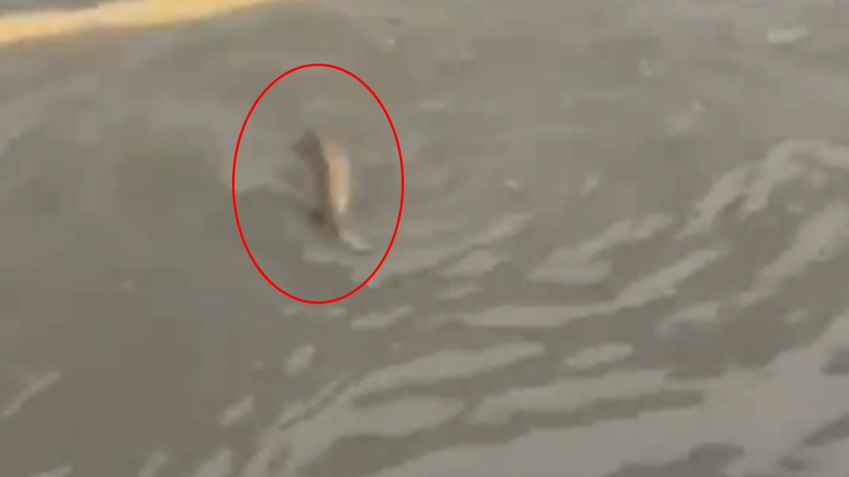 Şiddetli yağışın vurduğu İstanbul da ilgin&ccedil; g&ouml;r&uuml;nt&uuml;! Bir s&uuml;r&uuml;c&uuml; trafikte balığa yol verdi 1