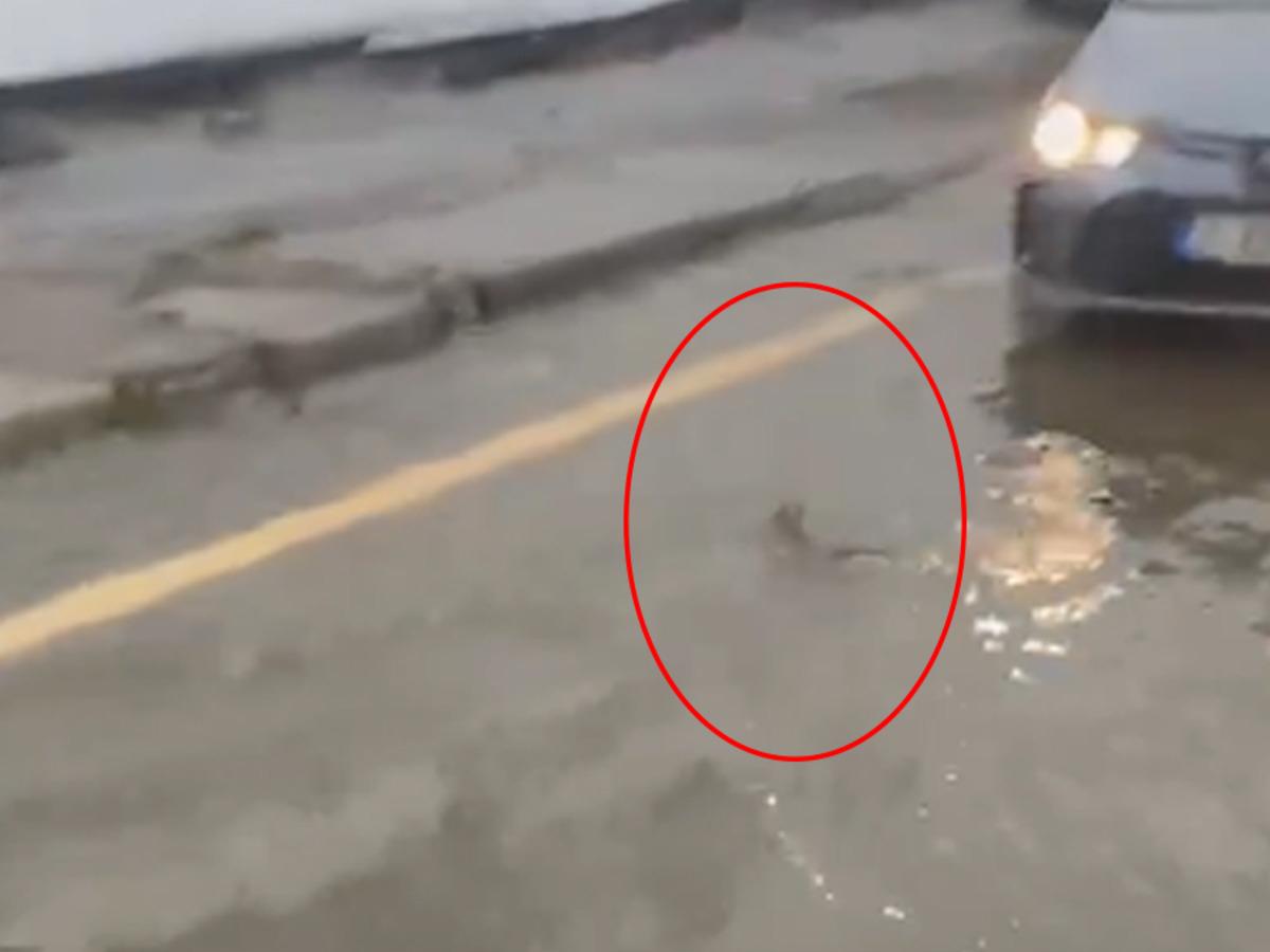 Şiddetli yağışın vurduğu İstanbul da ilgin&ccedil; g&ouml;r&uuml;nt&uuml;! Bir s&uuml;r&uuml;c&uuml; trafikte balığa yol verdi 2