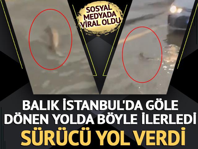 Şiddetli yağışın vurduğu İstanbul'da ilgin&ccedil; g&ouml;r&uuml;nt&uuml;! Bir s&uuml;r&uuml;c&uuml; trafikte balığa yol verdi