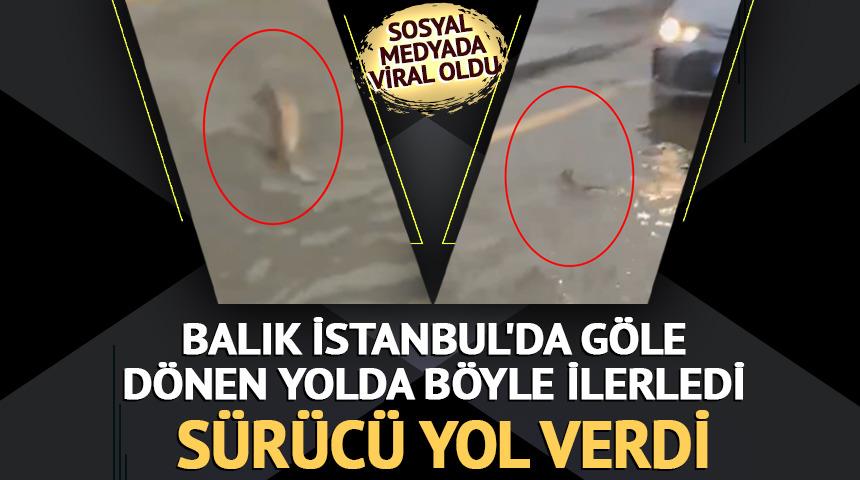 Şiddetli yağışın vurduğu İstanbul'da ilgin&ccedil; g&ouml;r&uuml;nt&uuml;! Bir s&uuml;r&uuml;c&uuml; trafikte balığa yol verdi