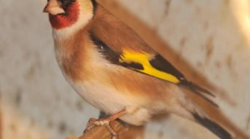 Avlanması yasak kuşları tuzağa d&uuml;ş&uuml;rd&uuml;ğ&uuml; gerek&ccedil;esiyle 25 bin 200 lira ceza aldı