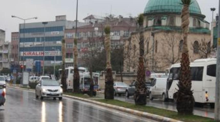 Soğuk havayı sevmeyen palmiyelere bezli koruma