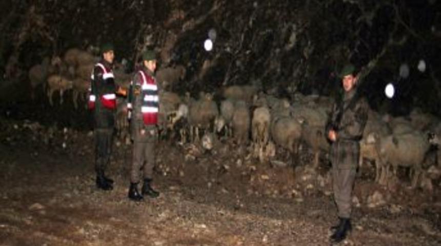 Hırsızlar 45 k&uuml;&ccedil;&uuml;kbaş hayvanı araca y&uuml;kleyemeden ka&ccedil;tı