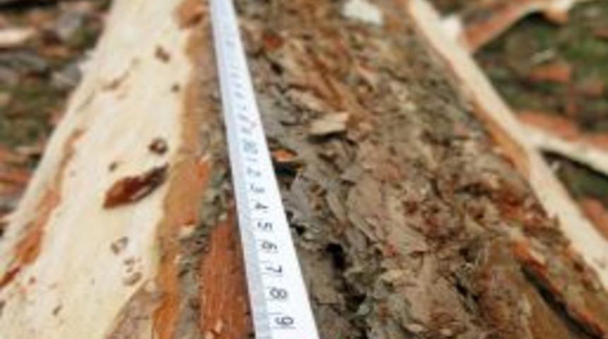 Vezirk&ouml;pr&uuml; Orman İşletme Şefliği hem kazandı hem kazandırdı