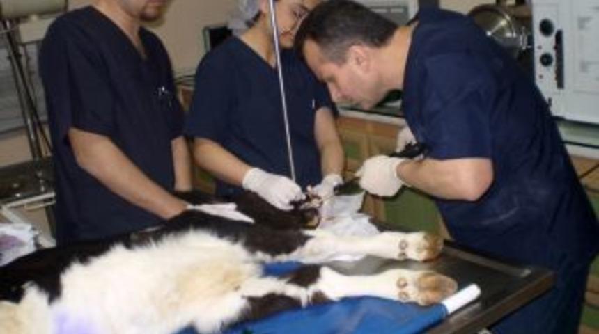 Doğumda &ccedil;enesi kırılan buzağıya platin takıldı