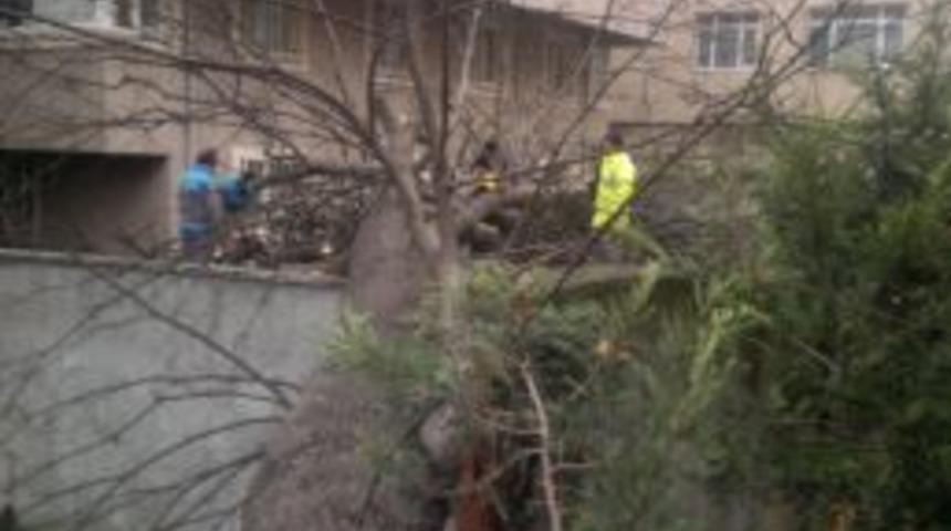 Tarihi ağa&ccedil; site bah&ccedil;esine devrildi