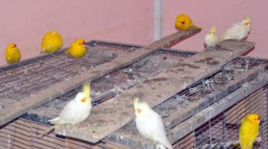 Hamzabeyli&rsquo;de 43 papağan ele ge&ccedil;irildi