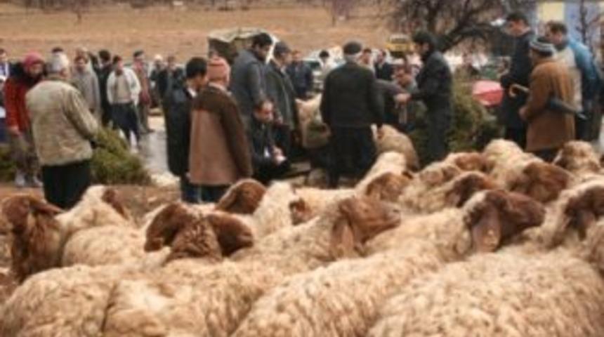 Kuskan kasabasında 15 aileye koyun dağıtıldı