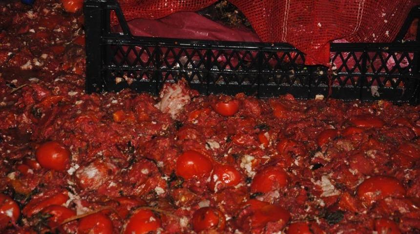 &Ccedil;&uuml;r&uuml;m&uuml;ş ve k&uuml;flenmiş domatesleri halka yedireceklerdi... İfşa oldular