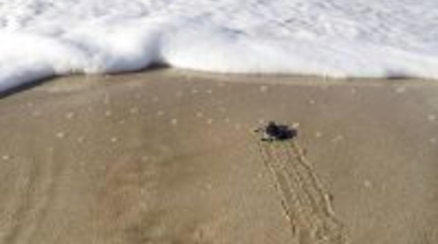 Carettalar cinsiyet değiştiriyor