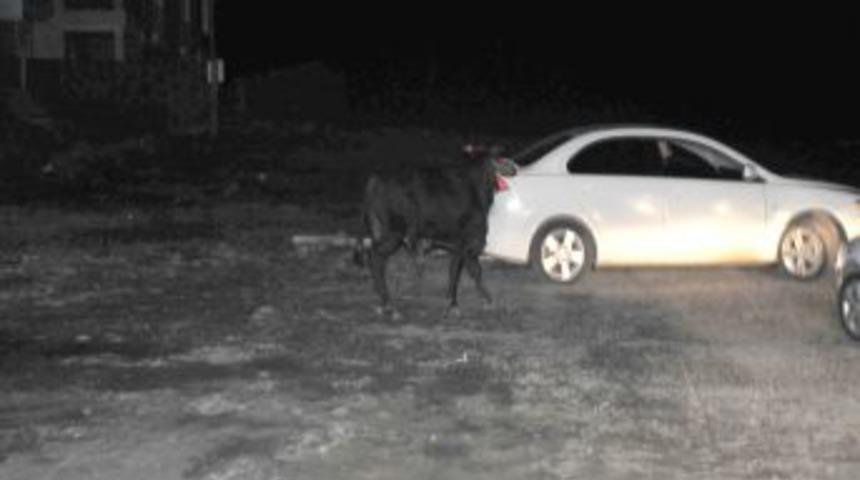 Kamyondan d&uuml;şen angus, kayıplara karıştı