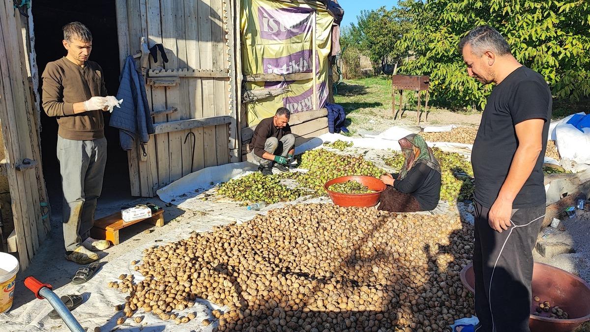 Yer: Yozgat! Hasat başladı: Biz 150 ye satıyoruz, marketlerde 500 lira 1