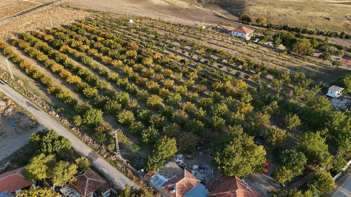 Yer: Yozgat! Hasat başladı: Biz 150 ye satıyoruz, marketlerde 500 lira 3