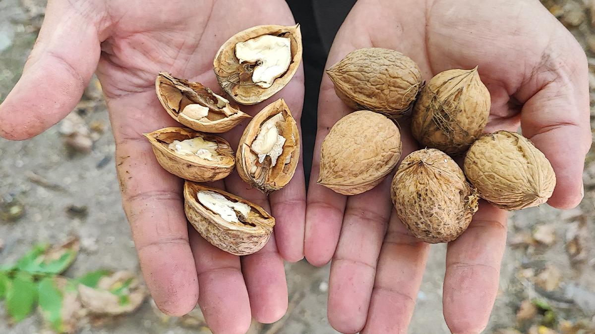 Yer: Yozgat! Hasat başladı: Biz 150 ye satıyoruz, marketlerde 500 lira 2