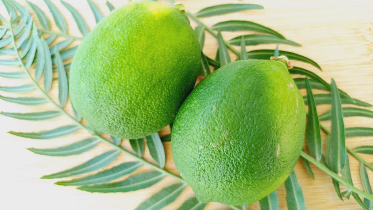 Limon ağacı yapraklarının sararıp buruşmasını engelleyen 3 öneri 3
