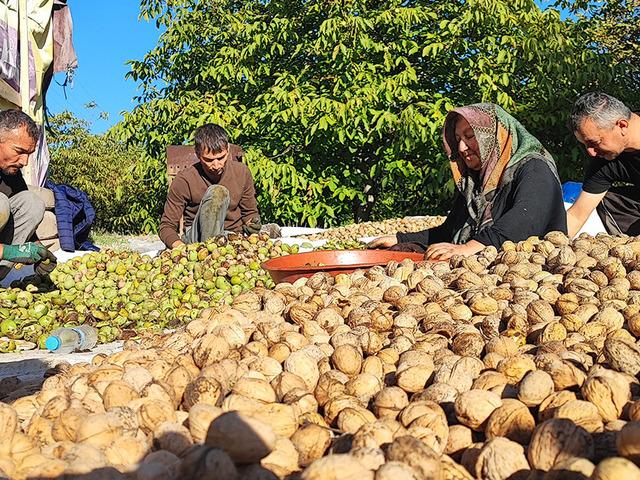 Yer: Yozgat! Hasat başladı: 'Biz 150'ye satıyoruz, marketlerde 500 lira'