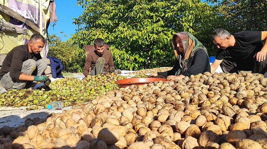 Yer: Yozgat! Hasat başladı: 'Biz 150'ye satıyoruz, marketlerde 500 lira'