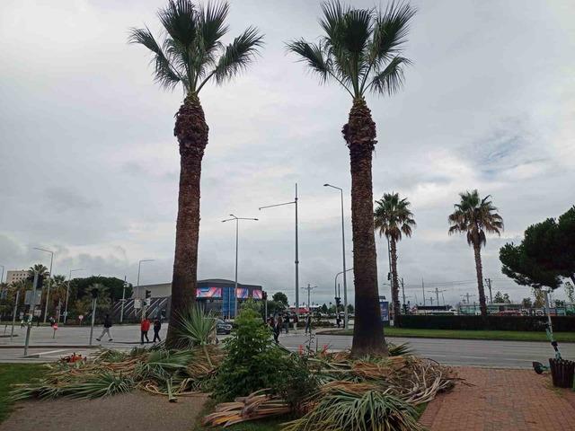 Meydan çevresindeki palmiye ağaçlarına sonbahar-kış bakımı 2