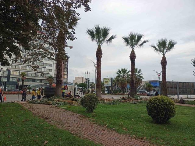 Meydan çevresindeki palmiye ağaçlarına sonbahar-kış bakımı 1