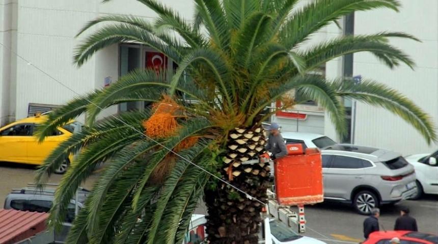 Meydan &ccedil;evresindeki palmiye ağa&ccedil;larına sonbahar-kış bakımı