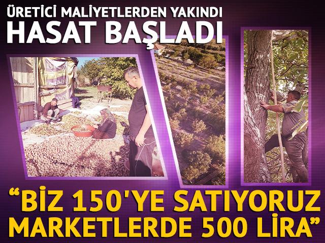 Yer: Yozgat! Hasat başladı: 'Biz 150'ye satıyoruz, marketlerde 500 lira'