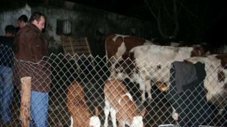 Erzincan'da 30 b&uuml;y&uuml;kbaş havyan yanmaktan son anda kurtuldu