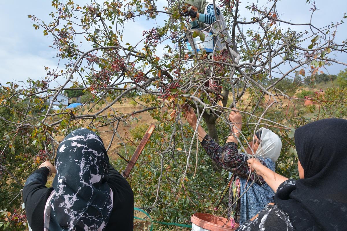 Dağlardan topluyorlar! İlaç ve kozmetik devlerine satıyorlar 1