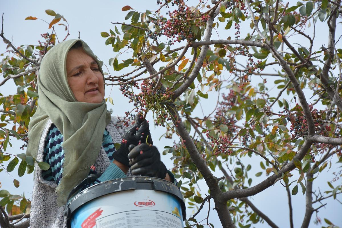 Dağlardan topluyorlar! İlaç ve kozmetik devlerine satıyorlar 3