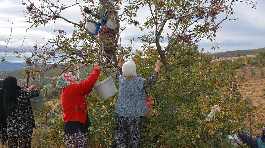 Dağlardan topluyorlar! İla&ccedil; ve kozmetik devlerine satıyorlar