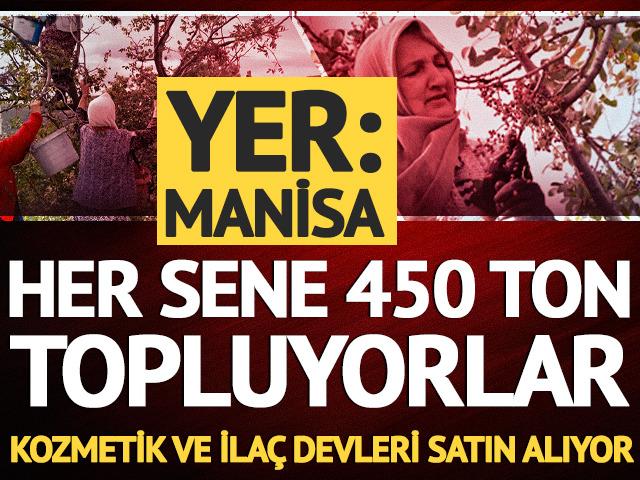 Dağlardan topluyorlar! İla&ccedil; ve kozmetik devlerine satıyorlar