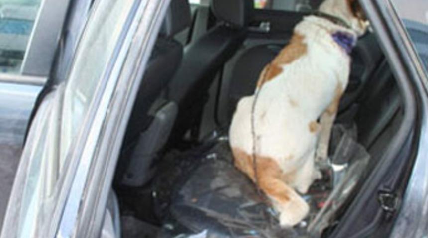 Yaralı k&ouml;peğe "makam" şefkati