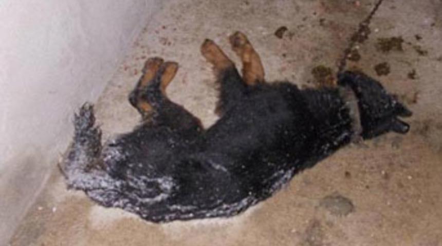 "Soğuktan değil dehşetten donduk"