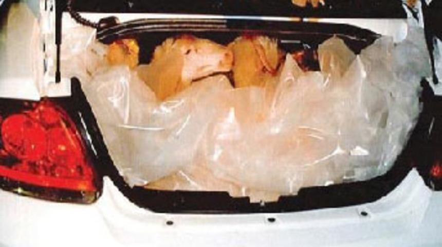 &Ccedil;aldıkları 19 koyun otomobilden &ccedil;ıktı