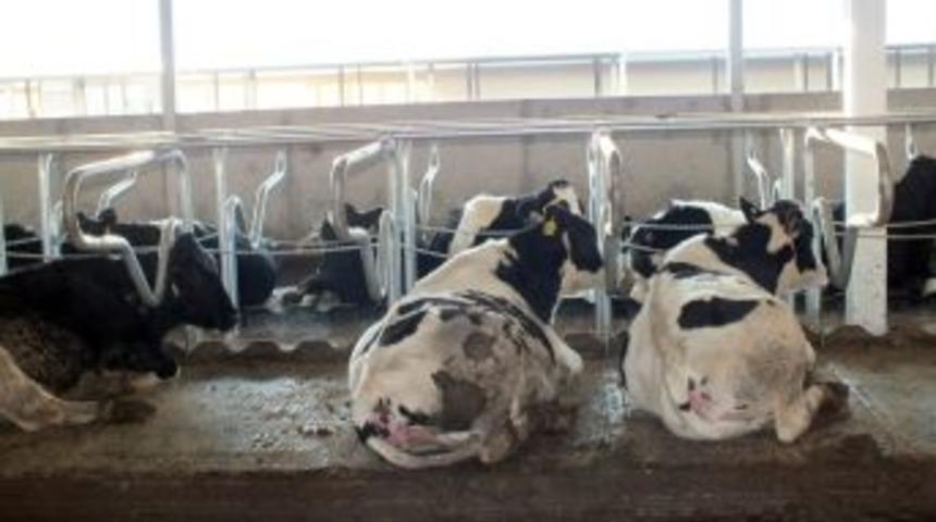 S&uuml;t ineklerine 350 euro değerinde yatak