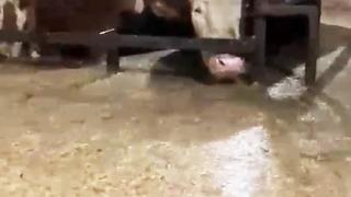 Sular altında kalan ahırdaki hayvanların bekleyişi kamerada