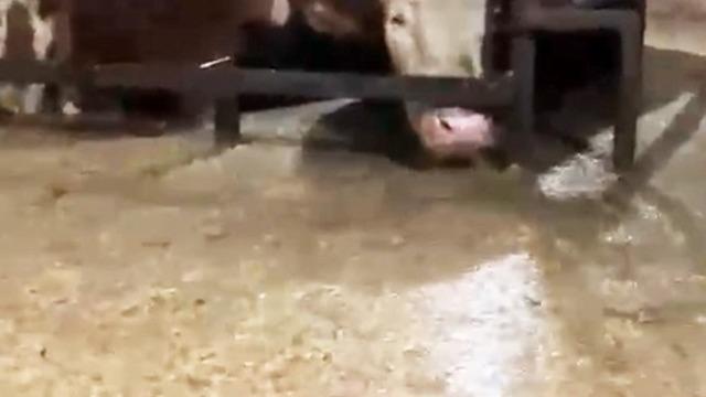 Sular altında kalan ahırdaki hayvanların bekleyişi kamerada