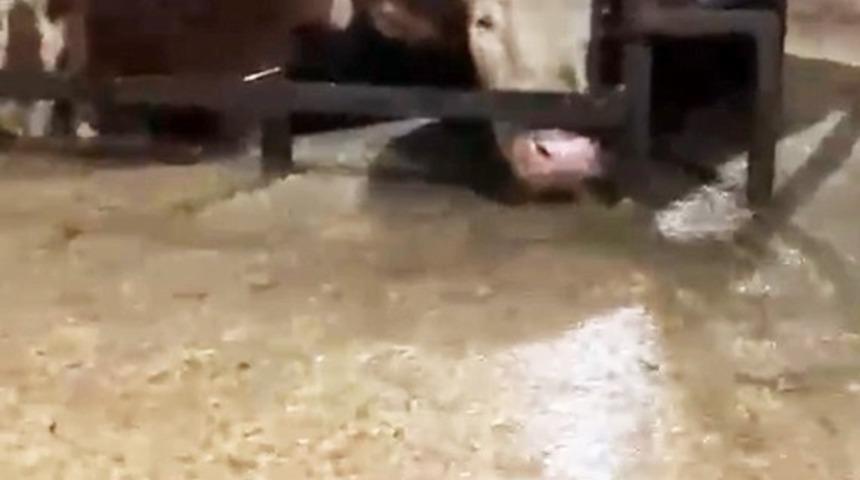 Sular altında kalan ahırdaki hayvanların bekleyişi kamerada