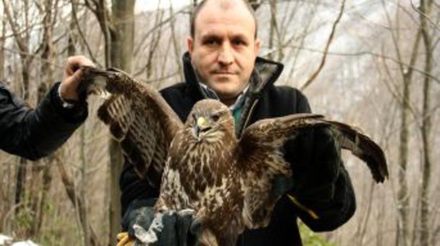 Hasta şahin, tedavi edildikten sonra doğal ortamına salındı