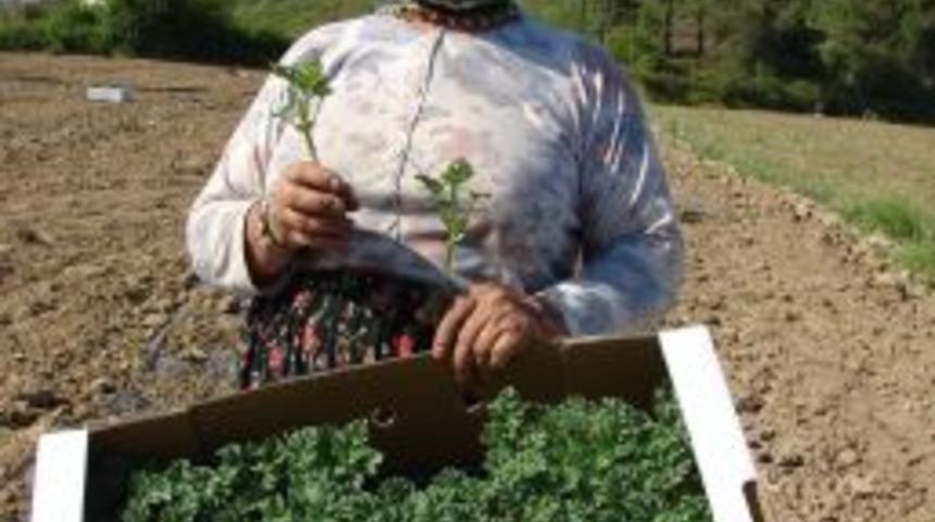 Kaliteli ürün almak için toprak yapısına göre ürün yetiştirilecek