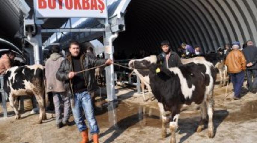 Marmara'nın en b&uuml;y&uuml;k hayvan pazarı şap sebebiyle karantinaya alındı