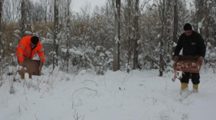 Karda a&ccedil; kalan yabani hayvanlara yem bırakıldı