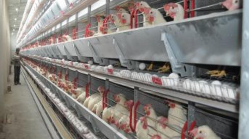 Muş'taki tavuk &ccedil;iftliğinde yumurta robotla toplanıyor