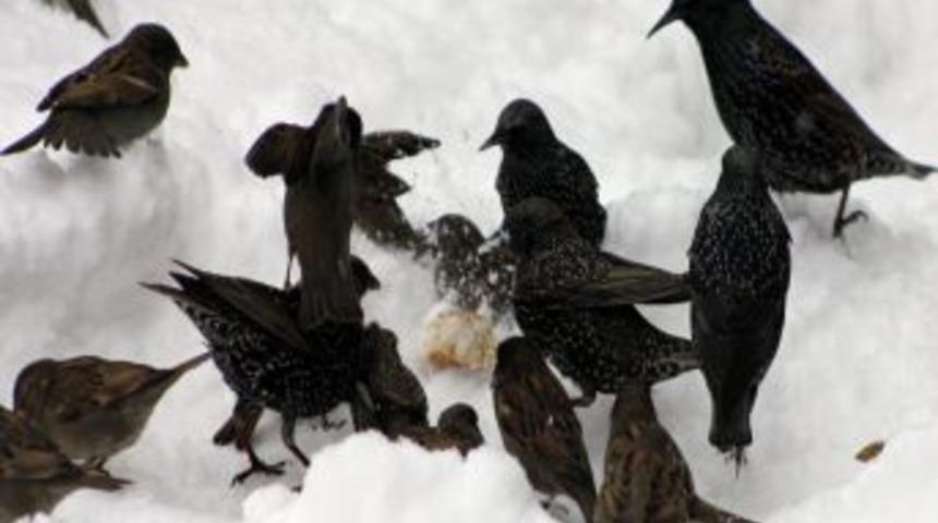 Kuşların kar üstündeki ekmek mücadelesi