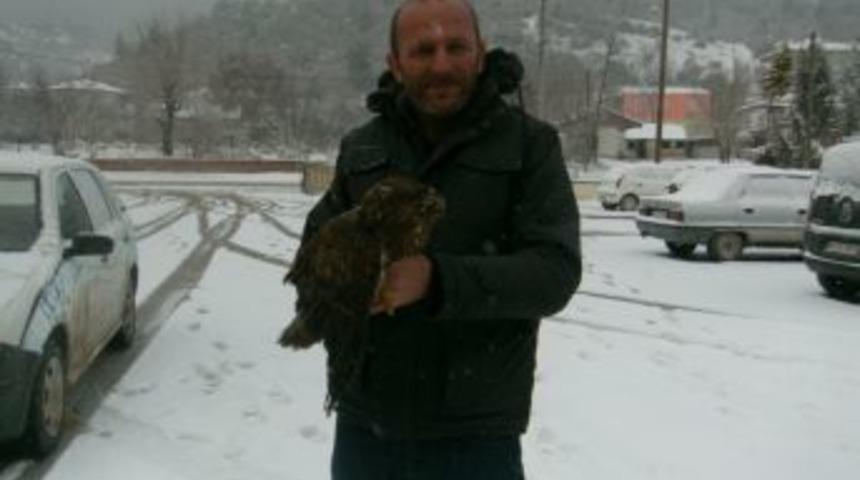 İş&ccedil;ilerin bulduğu yaralı şahin tedavi altına alındı