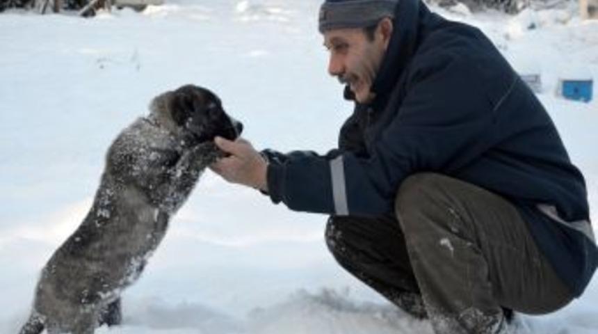 Sahipsiz hayvanlara Osmangazi şefkati