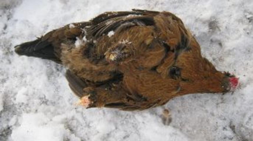 Kağızman'da sansar k&uuml;meslere tadandı