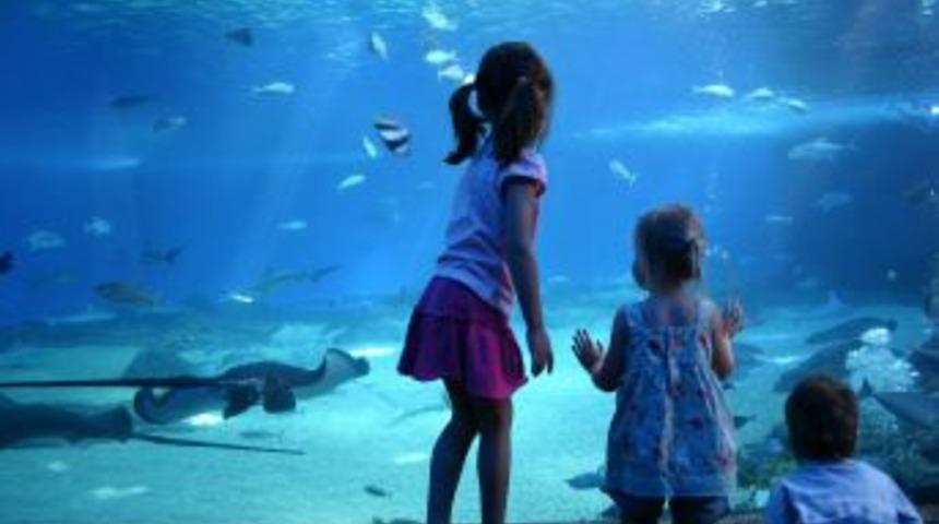 İstanbul Akvaryum yarıyıl tatiline hazır